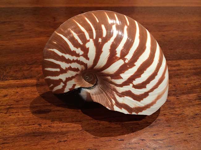shell-small